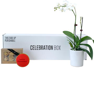 ORCHID FLORAL PLANT GIFT BOX WITH CELEBRATION BOX AND THE WILD ROSE. DELIVERY NZ WIDE AND AUCKLAND SAME DAY.